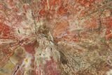 Polished Petrified Wood (Araucaria) Round - Arizona #131166-1